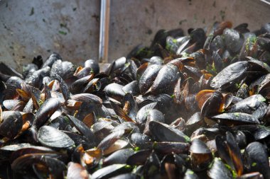 Buharda pişirilmiş midyeler beyaz şarapta, otlarla kaynatılmış ve sarımsaklı kremalar büyük dökme demir kazanda. Akdeniz mutfağı, sokak yemekleri festivali. 