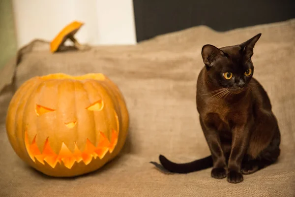 Przygotowania Halloween Kot Dynia Jack Latarnia Kocica Birmańska — Zdjęcie stockowe