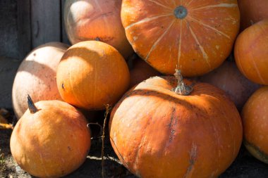 Farklı boyutlarda balkabağı yığını. Sonbahar hasadı, Cadılar Bayramı ve Şükran Günü arkaplanı. 