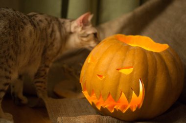Cadılar Bayramı hazırlığı. Kedi ve balkabağı. Balkabağı feneri. Yanan feneri koklamak için ilginç bir oktav. Cadılar Bayramı yaklaşıyor.. 