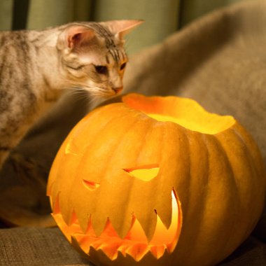 Meraklı kedi yanan balkabağı Jack O Lantern 'e bakıyor. Cadılar Bayramı yaklaşıyor.. 