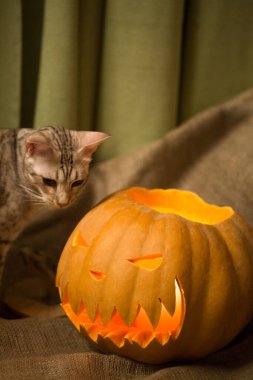 Cadılar Bayramı hazırlığı. Kedi ve balkabağı. Balkabağı feneri. Yanan feneri koklamak için ilginç bir oktav. Cadılar Bayramı yaklaşıyor.. 
