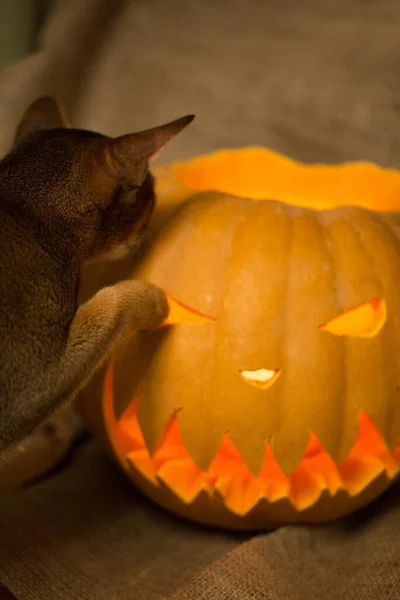 Preparação Halloween Gato Abóbora Jack Lanterna Gato Fêmea Abissínio — Fotografia de Stock