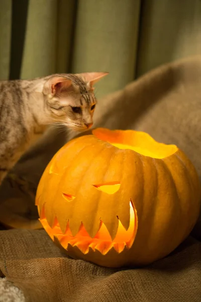 Halloween Preparation Cat Pumpkin Jack Lantern Curious Ocicat Tryig Smell — Stock Photo, Image