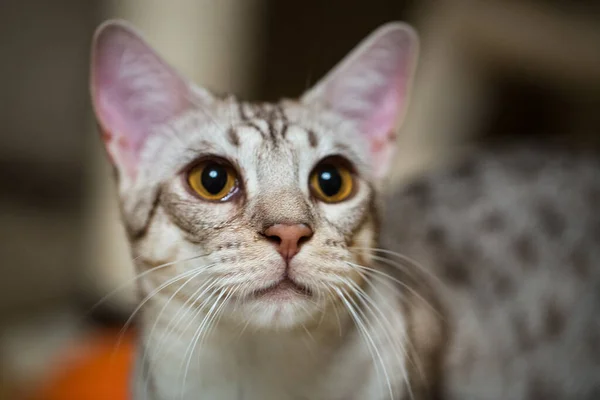 Ocicat Cat Cerca Adorable Ocicat — Foto de Stock