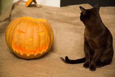 Cadılar Bayramı hazırlığı. Kedi ve balkabağı Jack-o-fener. Birmanyalı dişi kedi.