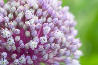 Çiçekli soğan, makro yakın çekim. Model. 