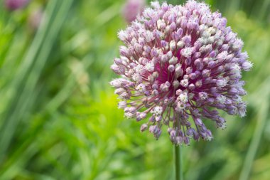 Çiçekli soğan, makro yakın çekim. Model. 