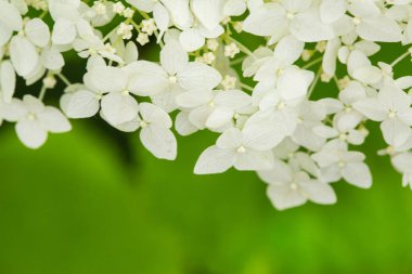 Beyaz çiçekler ve yeşil yapraklar arka plan, yaz arkaplanı. Metin için boş alan, kopyalama alanı. 