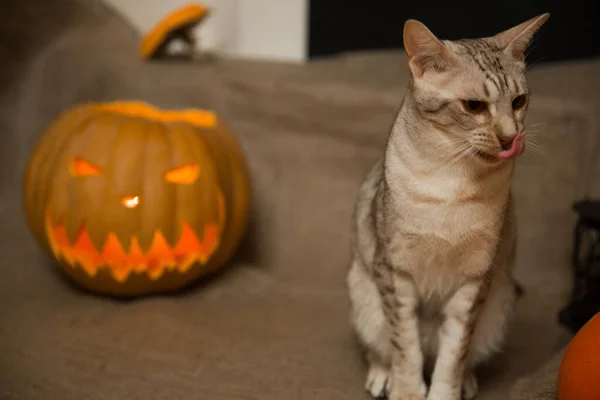 Preparación Halloween Gato Calabaza Linterna Jack — Foto de Stock