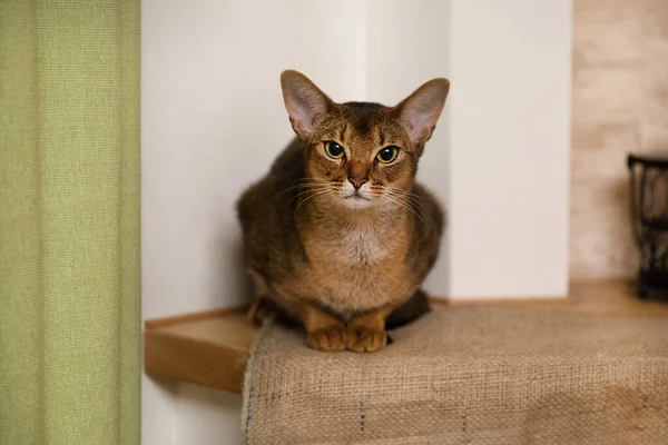 Mooie Abessijn Vrouwelijke Kat Zittend Schoorsteenmantel — Stockfoto