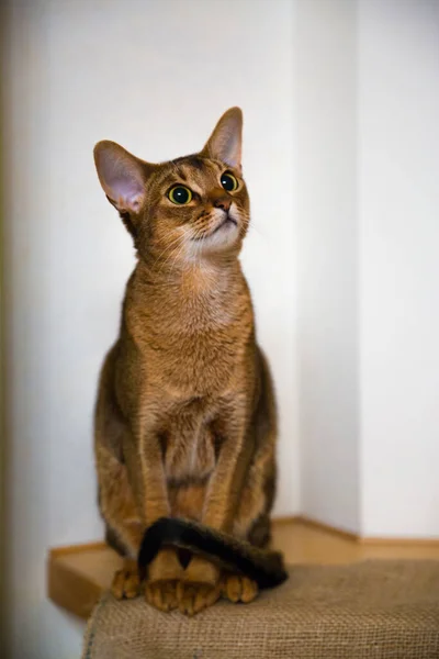 Abisyński Kot Kobiecy Portret Uroczy Młody Kot — Zdjęcie stockowe