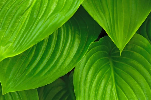 Hosta geçmişi. Yeşil bahar tropikal arka planı. Parlak renkler. 