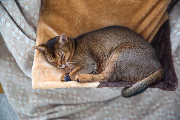 Gato Duerme Una Hamaca Invierno Tela Cuadros Beige Cálido Raza —  Fotos de Stock