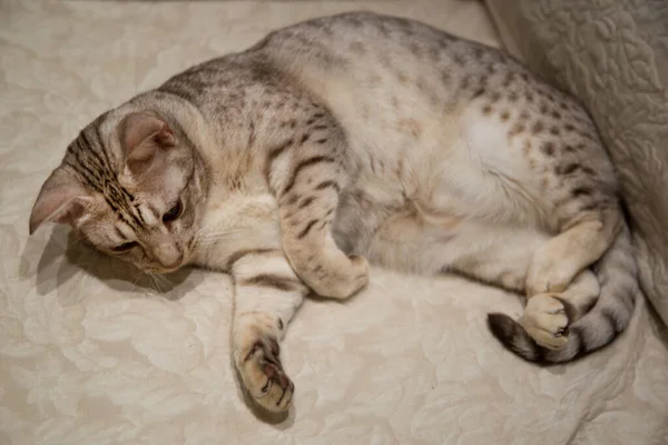 Uroczy Kociak Leżący Kanapie Plama Biała — Zdjęcie stockowe