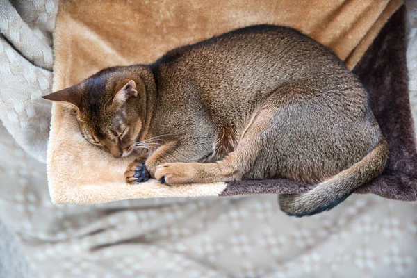 Beautiful abyssinian female cat. Sleeping cat.