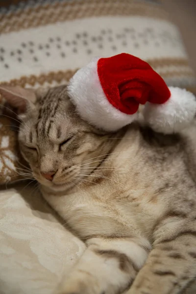 Gato Ocicat Sombrero Rojo Navidad Durmiendo Tranquilamente Sofá Almohada Ornamentada — Foto de Stock