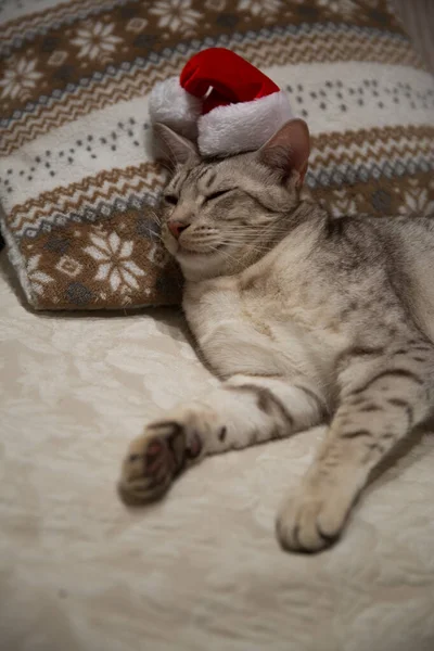 Kotek Czerwonym Kapeluszu Spokojnie Śpiący Kanapie Ozdobionej Poduszce — Zdjęcie stockowe