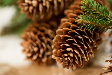 Firavun ağacı konileri, yaklaşın.. 