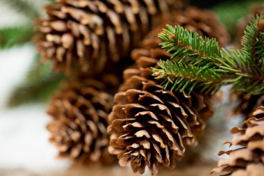 Büyük uzun külahlı köknar ağacı dalları, yaklaşın.. 