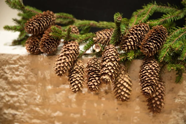 Fenyőfa Faág Kúpokkal Téglafalon — Stock Fotó
