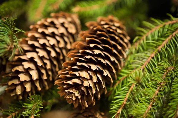 Fir Tree Cones Close — Stock Photo, Image