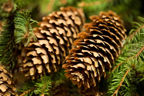 Fir Tree Long Cones Close — Stock Photo, Image