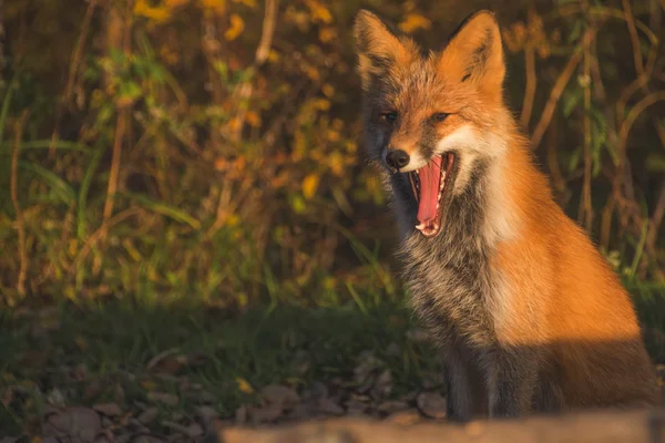 Raposa ao pôr do sol — Fotografia de Stock