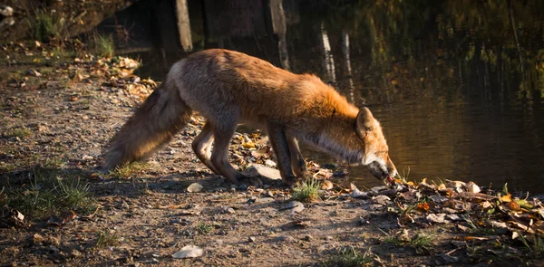 Fox al atardecer — Foto de Stock