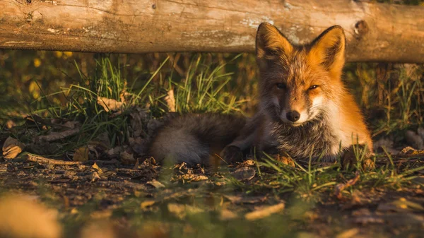 Η αλεπού στο ηλιοβασίλεμα — Φωτογραφία Αρχείου