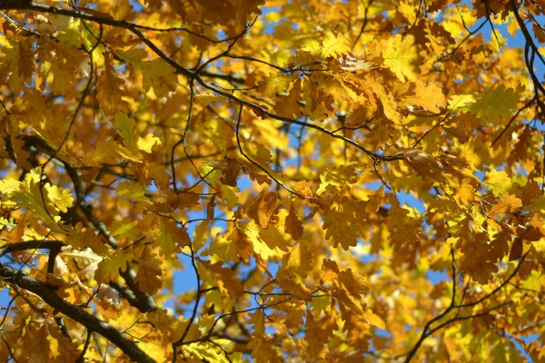 Hojas amarillas de otoño dorado — Foto de Stock