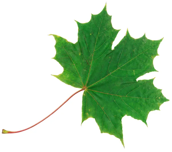 Folha de bordo outono verde isolado no fundo branco — Fotografia de Stock