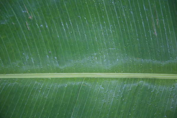 Islak yeşil muz bırakın 