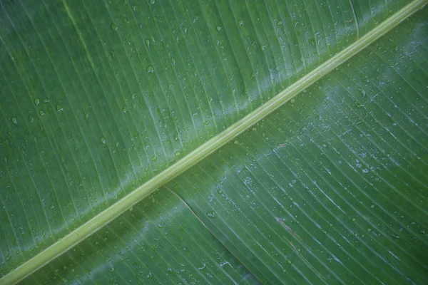 Islak yeşil muz bırakın 