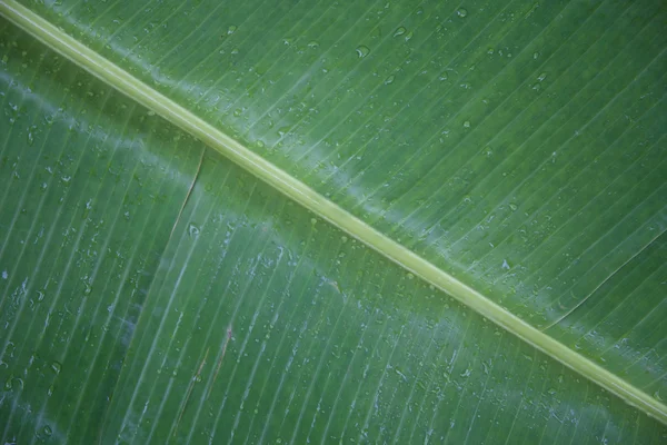 Islak yeşil muz bırakın 