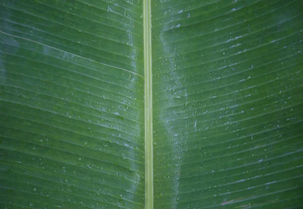 Islak yeşil muz bırakın 