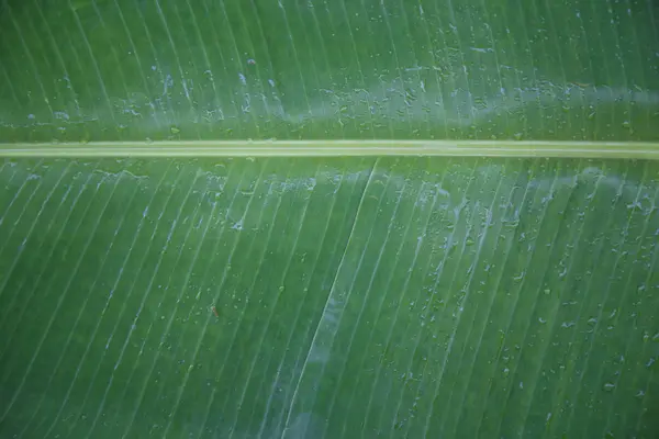 Islak yeşil muz bırakın 