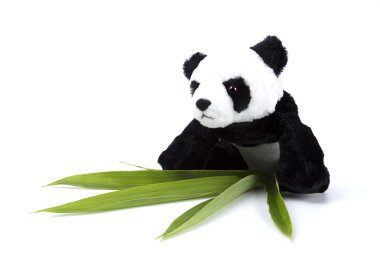 İzole beyaz ayı Panda