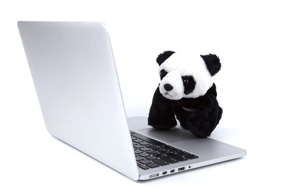 İzole beyaz ayı Panda