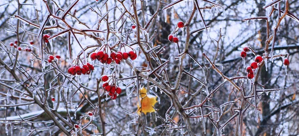 얼음-윤기 나는 빨간 열매와 잎 — 스톡 사진