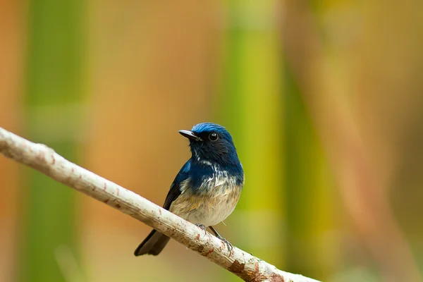 Красивый самец птицы Hainan Blue Flycatcher (Cyornis concreta) на ветке в Дои интанон Чиангмай. Таиланд — стоковое фото