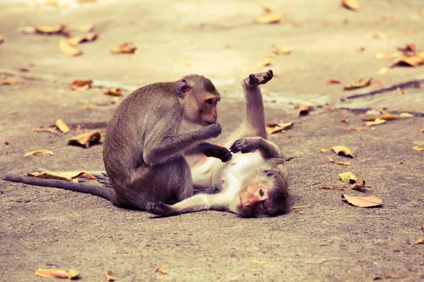 Singes vérifiant les puces et les tiques dans le parc traitées dans un style vintage — Photo