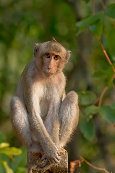 Portrait of young monkey be inattentive and sitting at the concrete fence Stock Photo