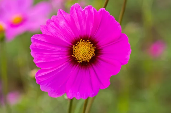 Flor rosa del cosmos (Cosmos Bipinnatus) con fondo borroso — Foto de Stock