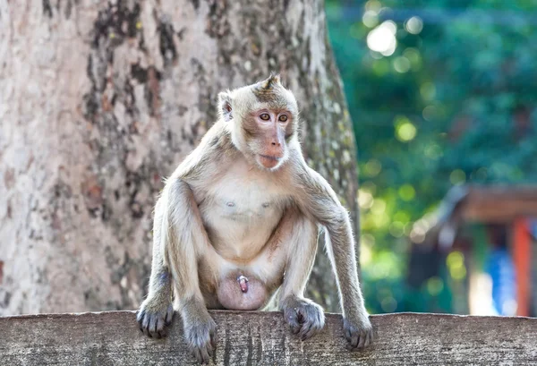 Retrato de mono joven estar desatento y sentado en la valla de hormigón — Foto de Stock