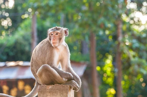 Portrait de jeune singe être inattentif et assis à la clôture en béton — Photo