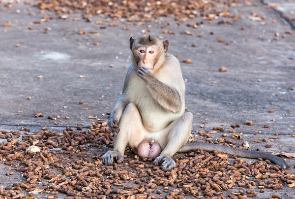Ritratto di giovane scimmia che mangia fagioli nel parco Foto Stock Royalty Free