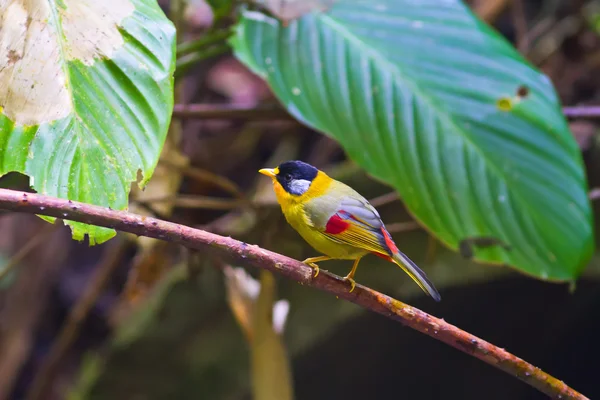 Bird (Silver-eared Mesia) , Thailand Royalty Free Stock Images