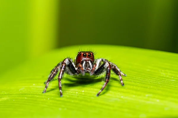 Araña saltarina (Hyllus semicupreus) a la espera de presa en la hoja verde en la escena nocturna — Foto de Stock