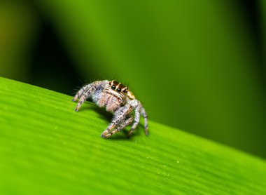 Gece çekimi, yeşil yaprak avlarına bekleyen örümcek (Hyllus semicupreus) atlama